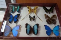 Энтомологическая выставка «Планета насекомых»